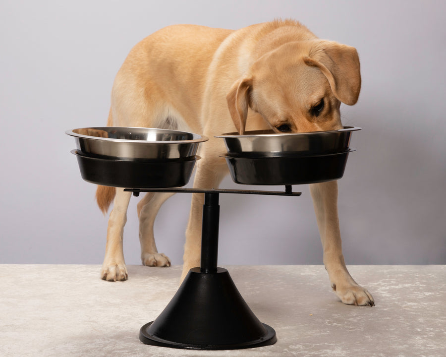 Brake fast dog bowl best sale